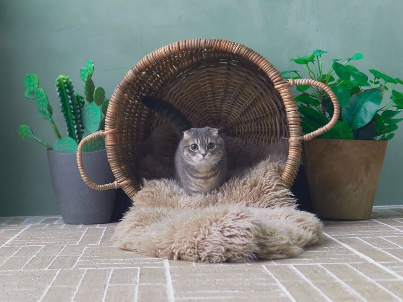 ゆっぴ・ちゃん・しゃけのファミリーポートレート