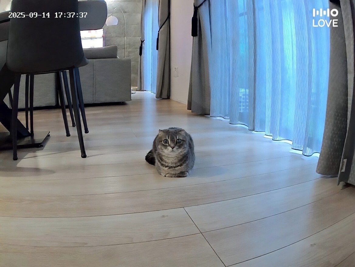 HHOlove のアプリから見たカメラ映像。広角でリビング全体が映り、しゃけがフローリングの真ん中に座っている